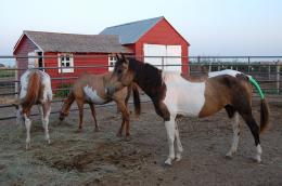 Horse Rescue Farm